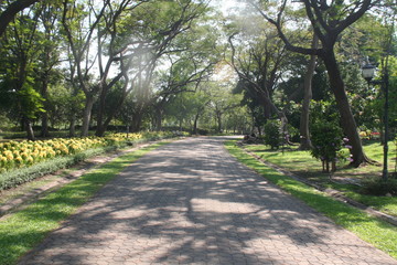 Fototapeta premium Young trees are growing in the park
