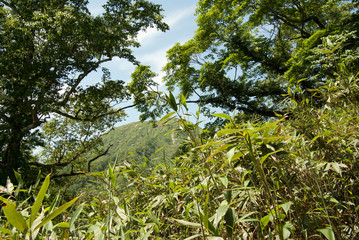 登山道の風景
