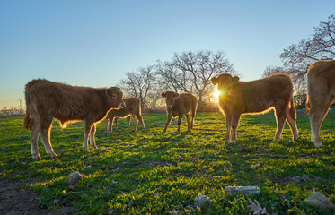 Young calves in the field at sunset