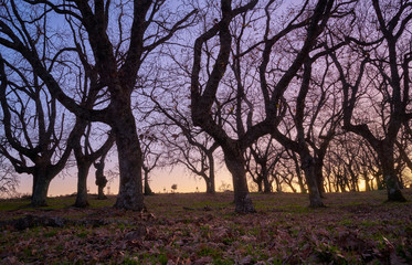 Fototapeta premium Landscape with trees at sunset
