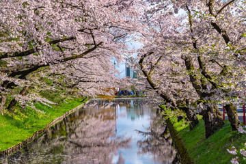 Hirosaki city cherry blossom matsuri. Clear blue sky springtime sunny day. Full bloom trees pink flowers starting to fall, Hanaikada petals raft at outer moat. Aomori Prefecture, Tohoku Region, Japan