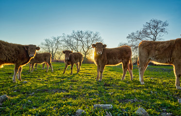 Young calves in the field at sunset