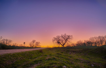Fototapeta na wymiar Landscape with trees at sunset
