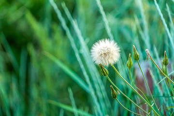 Close up of round white dendelion seed head with thin green stems and leaves