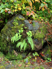 Rock with moss and ferns