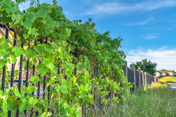 Fototapeta na wymiar Lush vines with vibrant green leaves growing on the black metal fence of homes