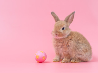 Red-brown cute baby rabbit sitting with easter egg on pink background. Lovely young rabbit.