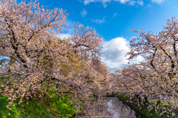Obraz na płótnie Canvas Hirosaki city cherry blossom matsuri. Clear blue sky springtime sunny day. Full bloom trees pink flowers starting to fall, Hanaikada petals raft at outer moat. Aomori Prefecture, Tohoku Region, Japan