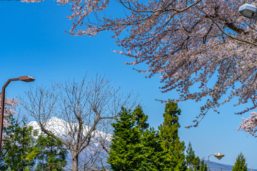 Hirosaki city street view in spring season sunny day. Cherry blossom matsuri festival, visitors enjoy the beauty full bloom pink sakura trees flowers. Aomori Prefecture, Tohoku Region, Japan