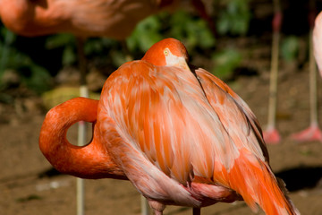 Flamingos Descansando