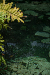 The Crystal Cenote in Quintana Roo , Mayan Riviera, Mexico is a natural area where you can find 3 open cenotes that include 1 small cave, ideal for snorkeling