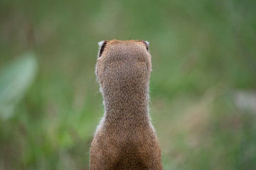 Erdmännchen