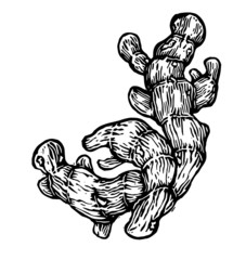 Vector Illustration of vintage zingiber linocut