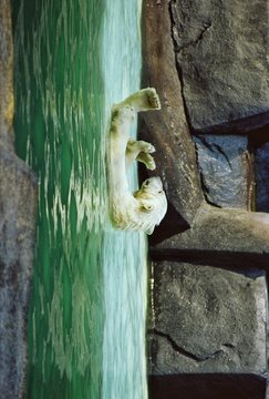 Polar Bear Floating On Water At Brookfield Zoo