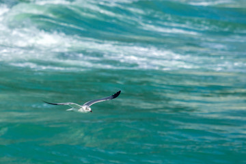Seagull