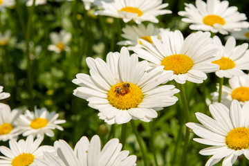 Fototapeta na wymiar Honey Bee Perched on White Daisy Flower