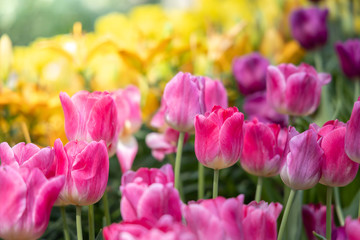 Beautiful bouquet of tulips. colorful tulips. nature background
