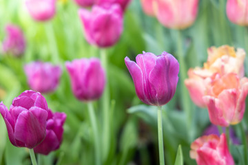 Beautiful bouquet of tulips. colorful tulips. nature background