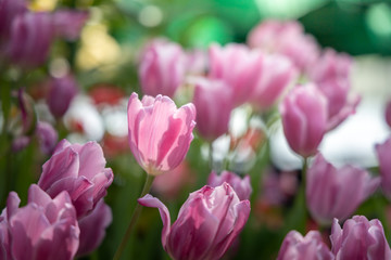Beautiful bouquet of tulips. colorful tulips. nature background