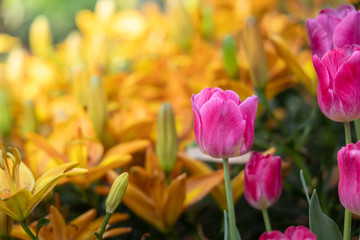 Beautiful bouquet of tulips. colorful tulips. nature background