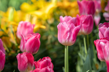 Beautiful bouquet of tulips. colorful tulips. nature background