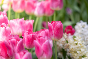 Beautiful bouquet of tulips. colorful tulips. nature background