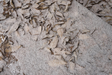 눈에 덮힌 낙옆 바탕