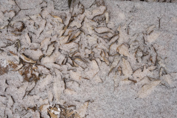 낙엽에 눈으로 덮인 바탕용 사진