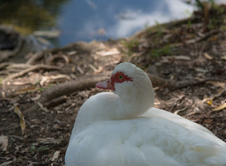 Close up of a duck in the park