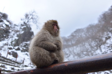 長野県　地獄谷野猿公苑の日本猿