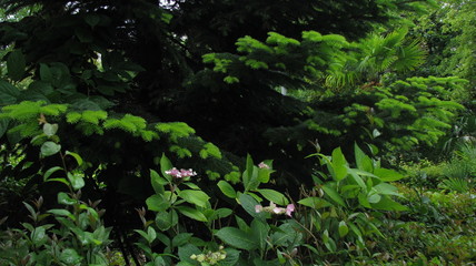 the beginning of the blooming of pink hydrangea buds