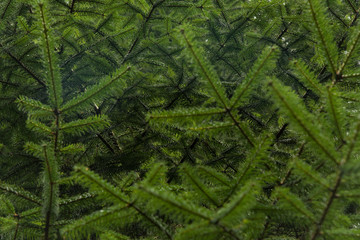Natural Pine tree texture background zoom