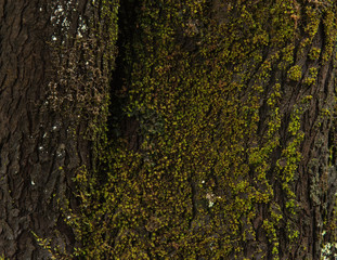 Pine Tree Bark close up 