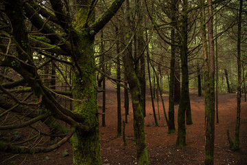 wonderful Pine forest in Temoaya Mexico