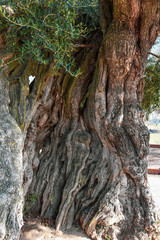 Huge Green Olive Zaragoza Spain