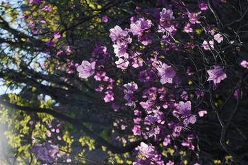 햇살에 반짝이는 진달래 꽃