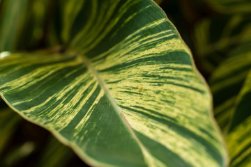 Naturaleza verde
