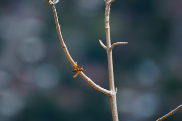 Close up of a little bug details