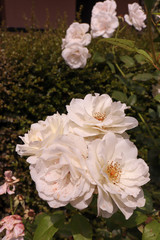 flowers in the garden