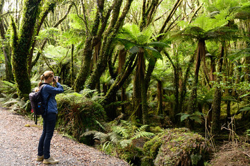 Treking for the incredible jurassic forest in New Zealand on the path up to the Fox glacier, on the west coast of the South island, New Zealand