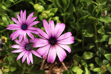 Obraz premium flower in the garden