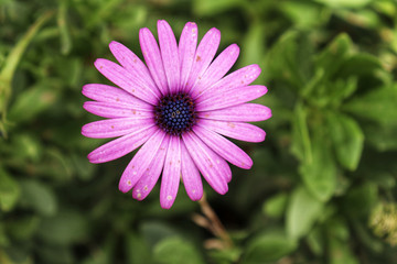 Daisy flower nature 