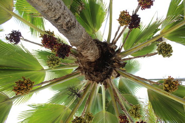 coconuts on tree