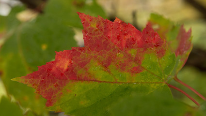 Fall Maple leaves