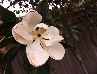 Camellia in the garden