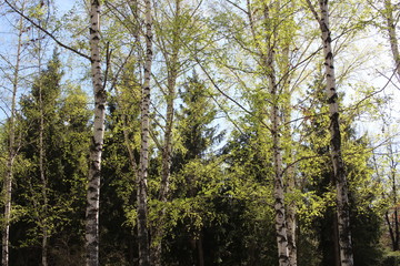 bright green fresh leaves on the trees in the spring in the forest bloomed