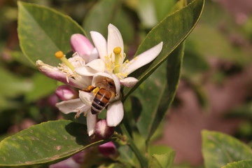 bee on flower