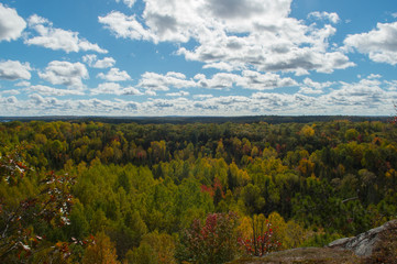 View of Forest and Blue Sky