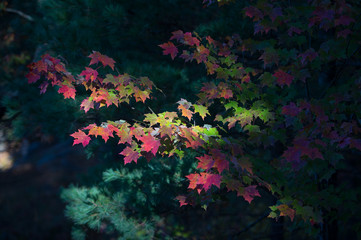Fototapeta na wymiar Sun Light on Fall Leaves