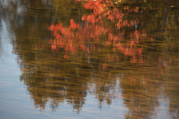 Fall Leaves Reflecting on Water